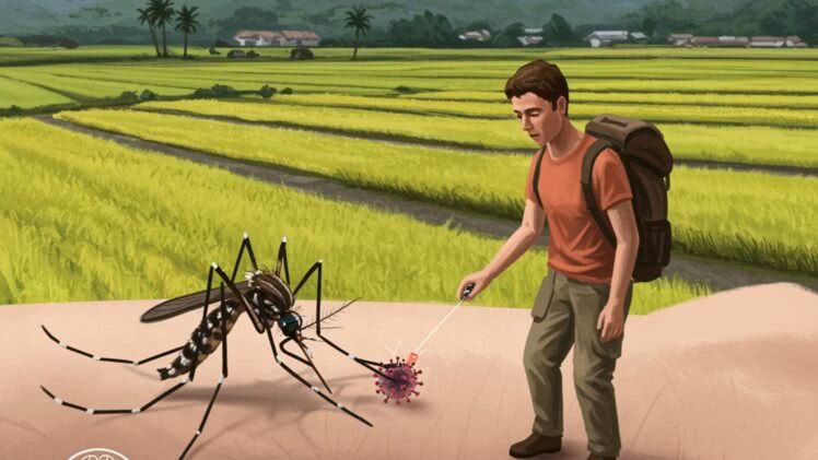 Japońskie zapalenie mózgu – groźna choroba wirusowa dla podróżników